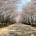 【千葉・柏】柏の葉公園
桜は満開一歩手前で、春の日差しが暑いくらいです。思った以上に人がいたけれども、公園がとても広いのでのんびりと過ごせました。今更ながら、もう春なのですね。