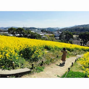 兵庫・神戸総合運動公園
菜の花畑がキレイ！心安らぐ黄色。