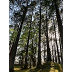 日南飫肥
飫肥城
苔の絨毯に真っ直ぐ伸びた飫肥杉