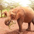 象の孤児院
象は群をなして生活するため孤立している赤ちゃんは自然界で生きていくことができないそうです。
そういった赤ちゃんを保護して、再度群に戻す活動をしているケニアの慈善団体を見学してきました。

象がすぐそばまで来てくれるし自然界の象さんは動物園にいる象とはどこか違ってたくましさを感じることができます