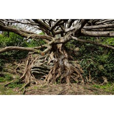 高知県
〜アコウの木〜
室戸岬の場所にあります。