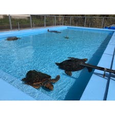 高知県
〜むろと廃校水族館〜
廃校になった場所を水族館に！
プールに亀さんが泳いでます。
校内も跳び箱や手洗い場を水槽にしたり
とても面白い水族館となっています🐠