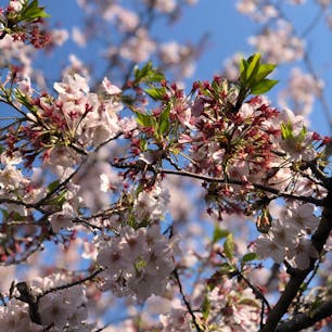 お家の近くの公園！
葉桜も咲いてて綺麗でした！✨😄