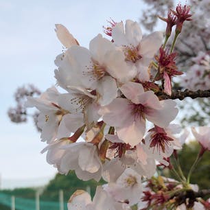 🌸🌸さくら🌸🌸