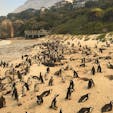 南アフリカ、ケープタウンのケープペンギンたち。