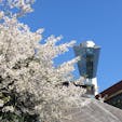 お花見にも行けませんが、写真を見て楽しんでいます。
一昨年の春の桜とマリンタワー。
