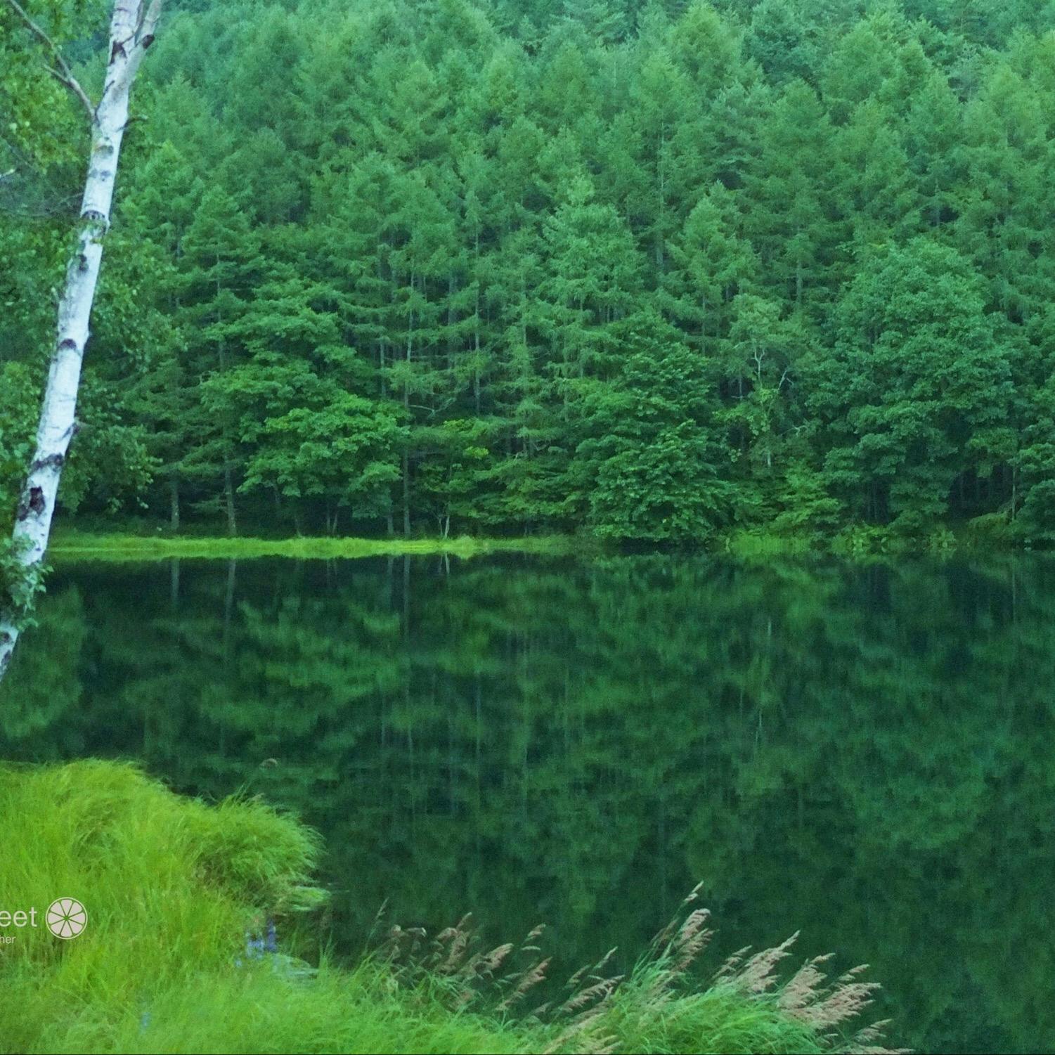 御射鹿池 みしゃかいけ の投稿写真 感想 みどころ 東山魁夷の絵画 緑響く のモチーフになった御射鹿池です トリップノート