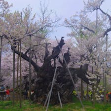 神代桜🌸@山梨

日本三大桜の内の1本です😊