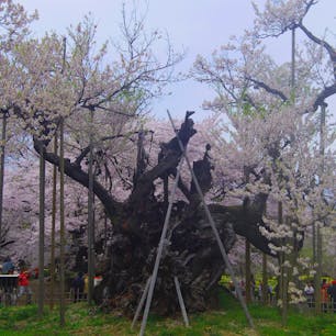 神代桜🌸@山梨

日本三大桜の内の1本です😊