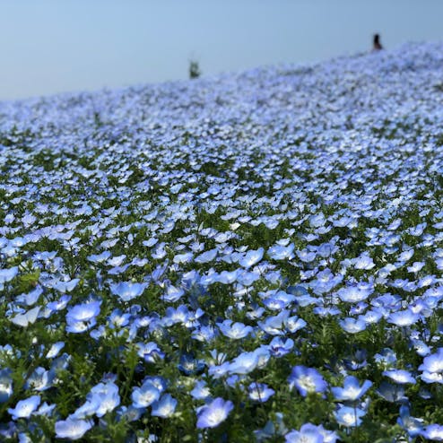 海の中道海浜公園