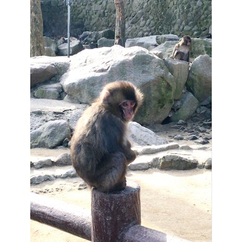 高崎山自然動物園