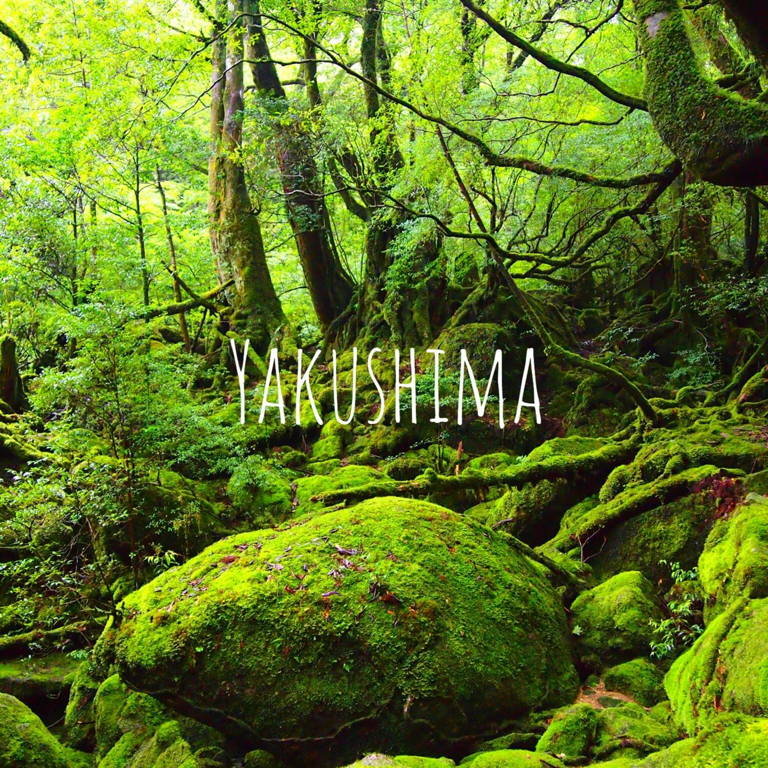 白谷雲水峡 しらたにうんすいきょう の投稿写真 感想 みどころ もののけ姫の舞台白谷雲水峡神秘的な空気感 屋久島 トリップノート