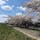 釈迦堂川の桜は満開でした、