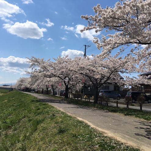 釈迦堂川ふれあいロードの桜並木