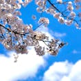 🌸
とても綺麗に咲いていました。
今日の雨で散っちゃったかな……
お花見したかったな……ﾄﾎﾎ
#桜 #🌸 #japan