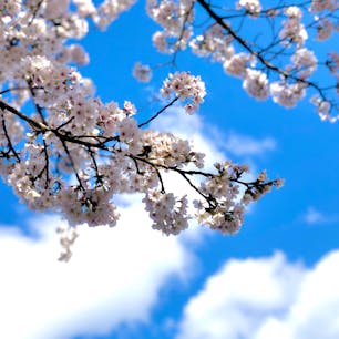 🌸
とても綺麗に咲いていました。
今日の雨で散っちゃったかな……
お花見したかったな……ﾄﾎﾎ
#桜 #🌸 #japan