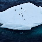 南極の海にはペンギンがいっぱい。