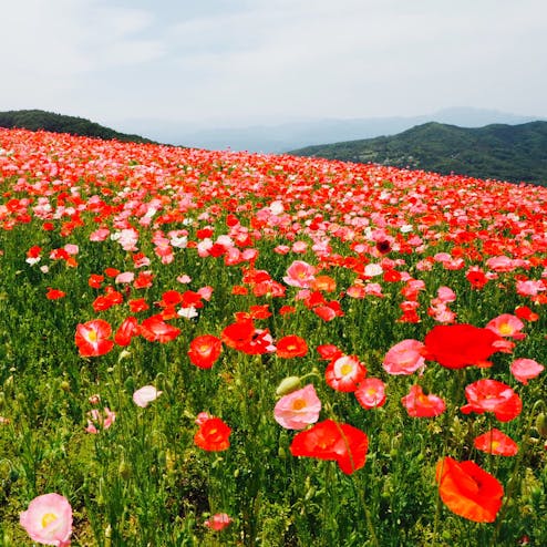 秩父高原牧場(彩の国ふれあい牧場)