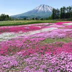 本日の芝桜
北海道 倶知安
2日前より更に綺麗
羊蹄山もばっちり