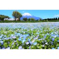 花の都公園
富士山とネモフィラ畑
2018.05