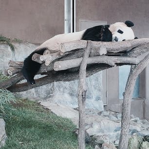 アドベンチャーワールド🐼