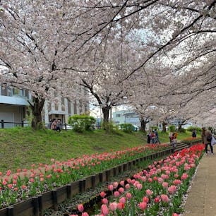 お出かけできないのは悲しいけど、せっかくだから今までの素敵スポットを振り返ろっと🌸

ここは横浜市の江川せせらぎ緑道
たぶんあまり知られてない穴場スポット！
小川沿いで桜とチューリップのコラボレーションが見れます。
ゆっくり写真を撮っても30分あれば見れるのでお散歩にぴったりです😊