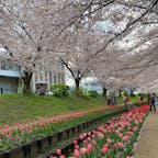お出かけできないのは悲しいけど、せっかくだから今までの素敵スポットを振り返ろっと🌸

ここは横浜市の江川せせらぎ緑道
たぶんあまり知られてない穴場スポット！
小川沿いで桜とチューリップのコラボレーションが見れます。
ゆっくり写真を撮っても30分あれば見れるのでお散歩にぴったりです😊