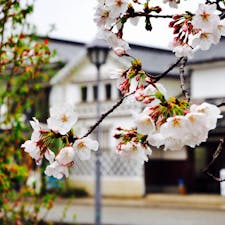 倉敷美観地区の桜雨。