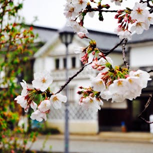 倉敷美観地区の桜雨。