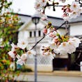 倉敷美観地区の桜雨。