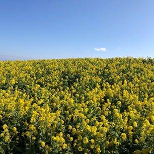 青い空×黄色い菜の花

最高のコンビネーション💐

あわじはなさじき