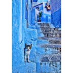モロッコ、シャウエンの猫。
青い街に猫は合います。