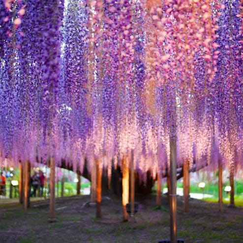 あしかがフラワーパーク