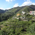 丘の上にあるコルニーリア
葡萄畑がたくさん
ミネラルたっぷりの名産白ワイン
チンクエテッレを生産しています
