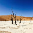 デッドフレイ
ナミブ砂漠、ナミビア

枯れても数百年立ち続ける木。