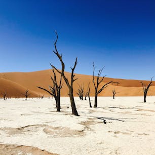デッドフレイ
ナミブ砂漠、ナミビア

枯れても数百年立ち続ける木。