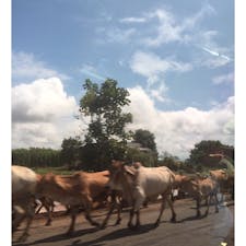 ベトナムの田舎、牛優先
#ベトナム
#Xa_Hbong
#Gia_Lai