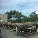 ベトナムの田舎、牛優先
#ベトナム
#Tuyen_Quang