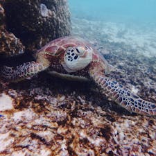 宮古島
お食事中♡