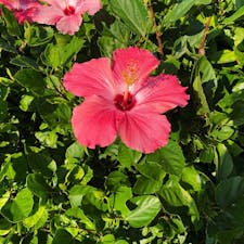 那覇空港付近道路のハイビスカス｡:°ஐ..♡*
#沖縄