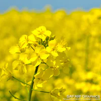 22年 北のなのはな会 安平町の菜の花畑 はどんなところ 周辺のみどころ 人気スポットも紹介します 22年 北のなのはな会 安平町の菜の花畑 はどんなところ 周辺のみどころ 人気スポットも紹介します