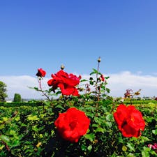 サンテミリオン、フランス
ぶどう畑になぜ薔薇が植えられるのか、諸説あるようで。。。