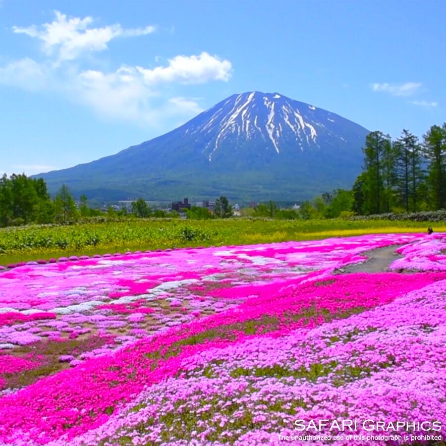 三島さんの芝ざくら庭園の投稿写真 感想 みどころ 羊蹄山と芝桜のコラボレーションが楽しめる北海道倶知安町 三島 トリップノート 三島さんの芝ざくら庭園の投稿写真 感想 みどころ 羊蹄山と芝桜のコラボレーションが楽しめる北海道倶知安町 三島 トリップノート