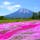 羊蹄山と芝桜のコラボレーションが楽しめる北海道倶知安町「三島さんの芝桜庭園」。例年は6月上旬から中旬に見頃を迎えますが、今年は新型コロナ感染拡大防止のため、残念ながら一般公開されません。来年はみんなが楽しめますように！#北海道 #倶知安町 #三島さんの芝桜庭園