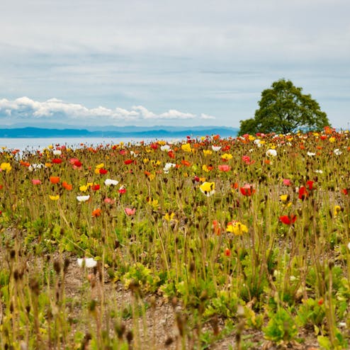 あわじ花さじき