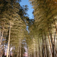 📍Kyoto,Japan

#京都
#高台寺