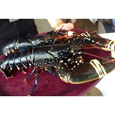 フランス北部🇫🇷
サン マロにあるrestaurant les embruns はフランスマダムに人気のお店♡
ブルターニュ産オマールがリーズナブルにいただけます♪
#フランス
#ブルターニュ
#オマール
#ランチ