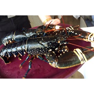 フランス北部🇫🇷
サン マロにあるrestaurant les embruns はフランスマダムに人気のお店♡
ブルターニュ産オマールがリーズナブルにいただけます♪
#フランス
#ブルターニュ
#オマール
#ランチ