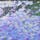 もうすぐ紫陽花の季節♪

茨城の雨引観音