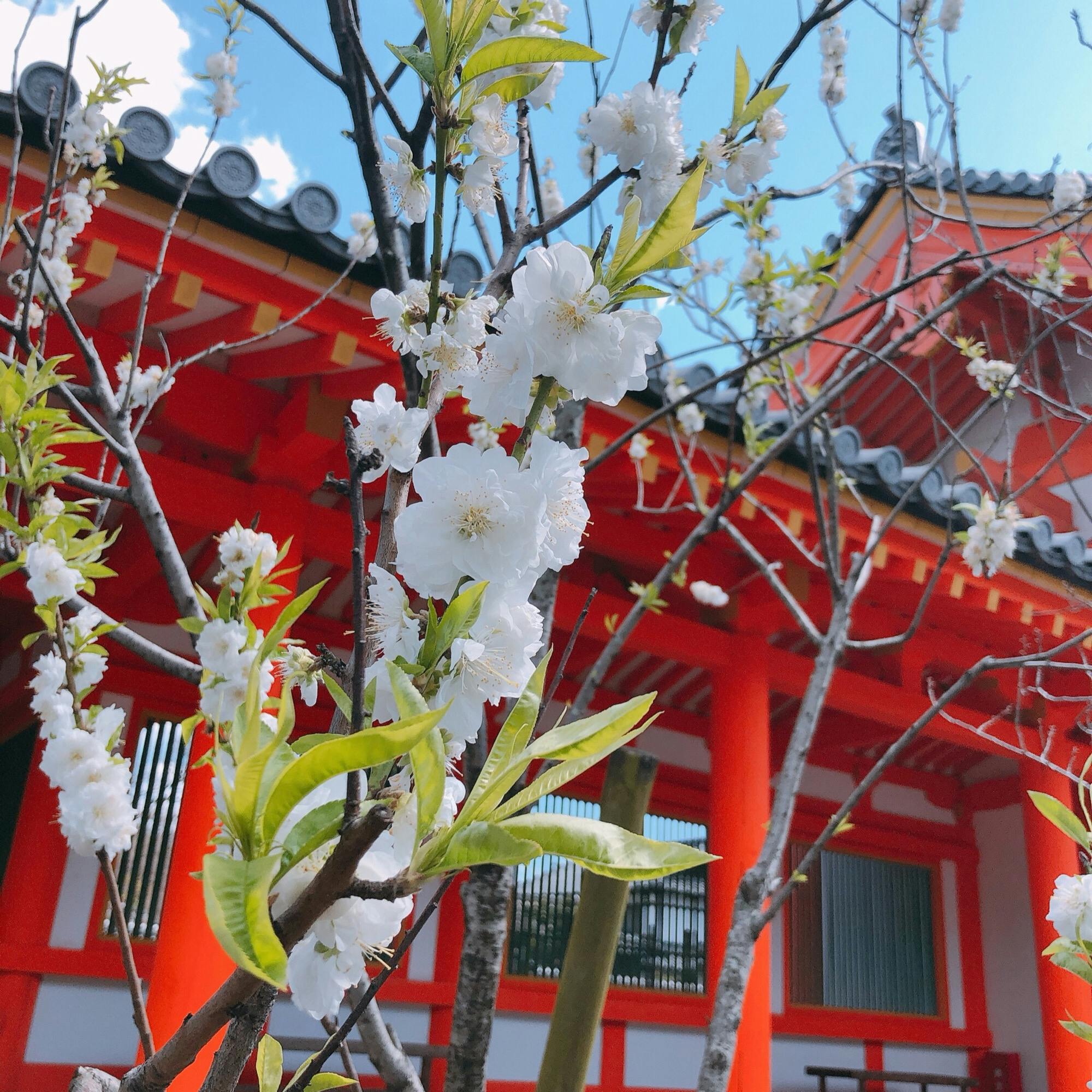 三十三間堂 さんじゅうさんげんどう 蓮華王院 の投稿写真 感想 みどころ Kyoto Japan 京都 三十三間堂 トリップノート